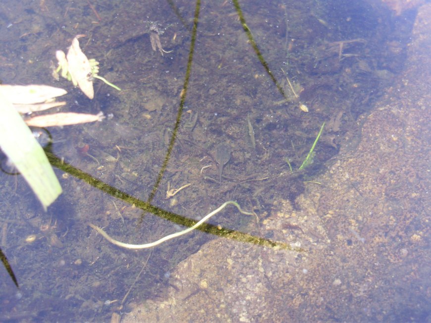 Tipologie di habitat dell''ululone nella collina atesina